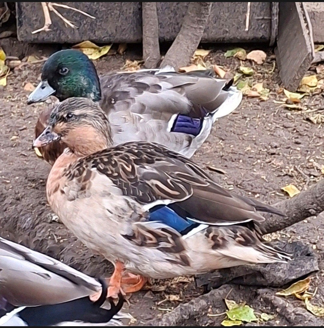 Geelbuik Hollandse kwakers koppel, Dieren en Toebehoren, Meerdere dieren, Eend
