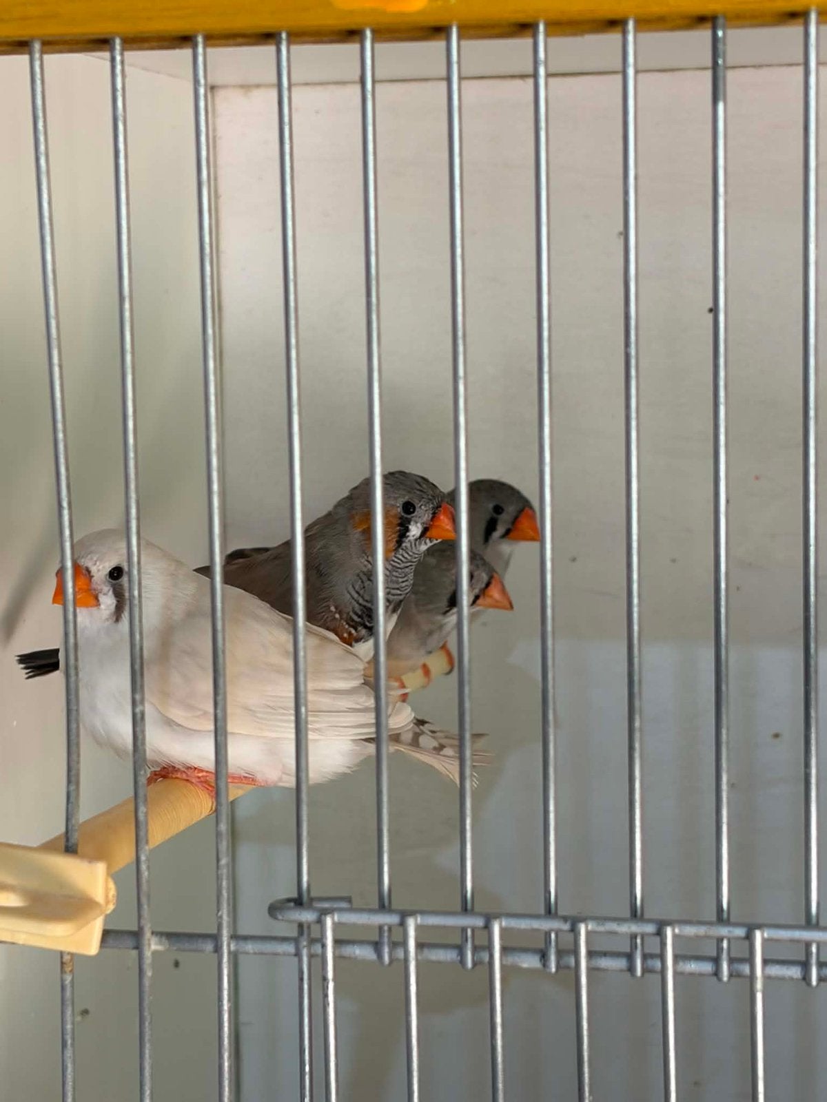 Zebravinken, Animaux & Accessoires, Oiseaux | Oiseaux Autre