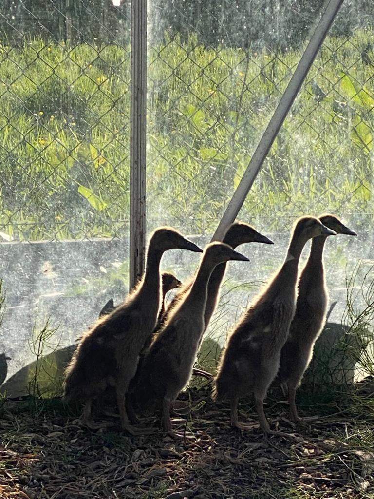 Loopeenden, Meerdere dieren, Eend