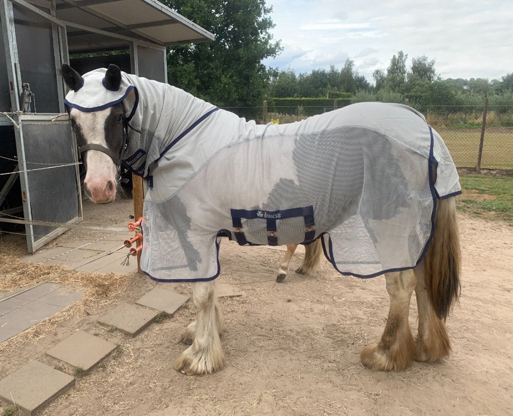 Paard Tinker, Dieren en Toebehoren, Paarden, 170 tot 175 cm, Onbeleerd, 11 jaar of ouder, Recreatiepaard