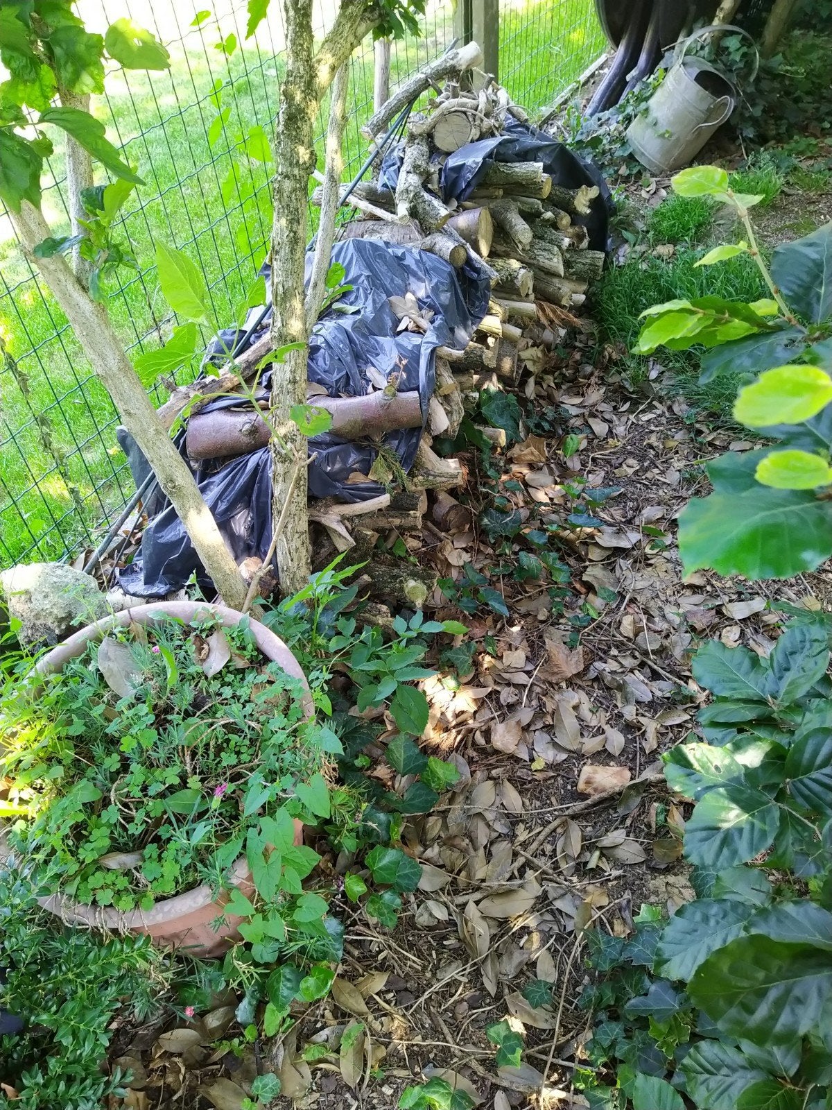 Bois., Moins de 3 m³, Enlèvement, Autres essences de bois, Bûches