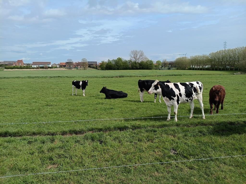 Vaarzen te koop, Dieren en Toebehoren