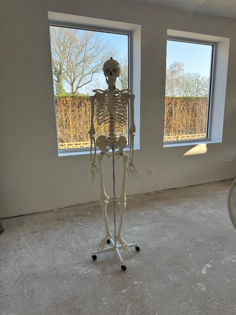 Anatomisch skelet, Diversen, Schoolbenodigdheden, Ophalen, Zo goed als nieuw