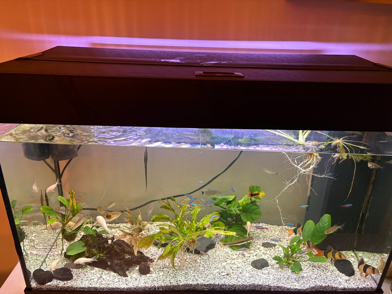 Aquarium 120l met alles, Decoratie, Inclusief planten, Ophalen of Verzenden, Zo goed als nieuw