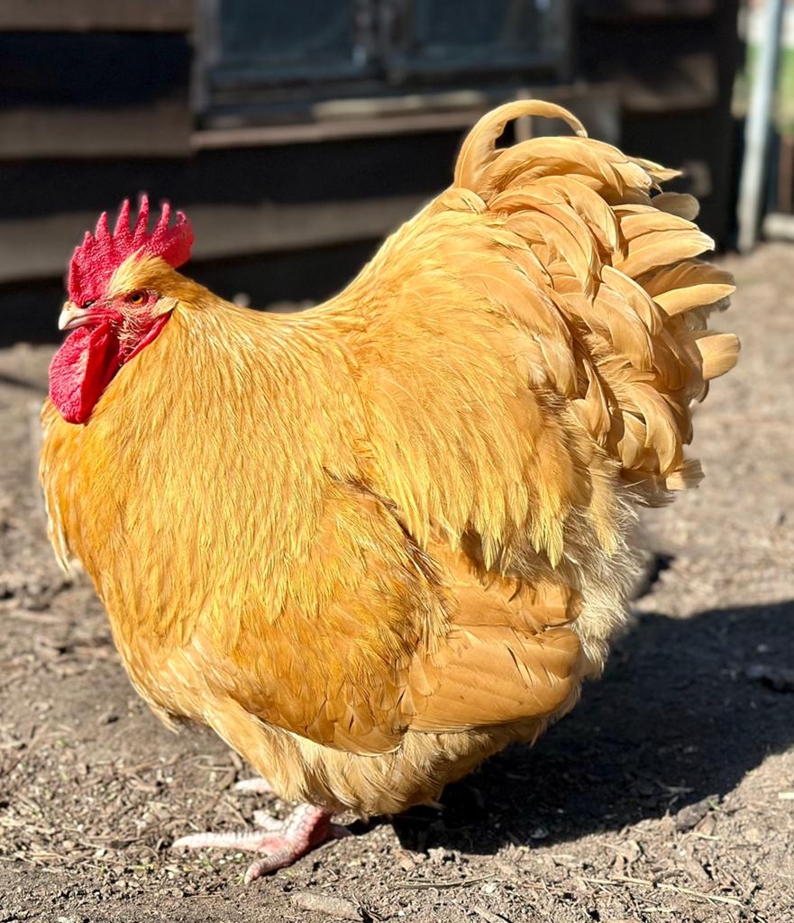 mooie 1 jarige orpington haan, Dieren en Toebehoren, Pluimvee