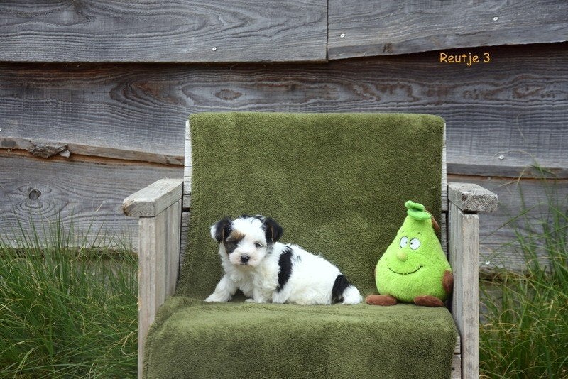 Prachtige Biewer Terriër pupjes, Animaux & Accessoires, Chiens | Jack Russell & Terriers, Yorkshire Terrier, Plusieurs, Hépatite contagieuse (maladie de Rubarth)