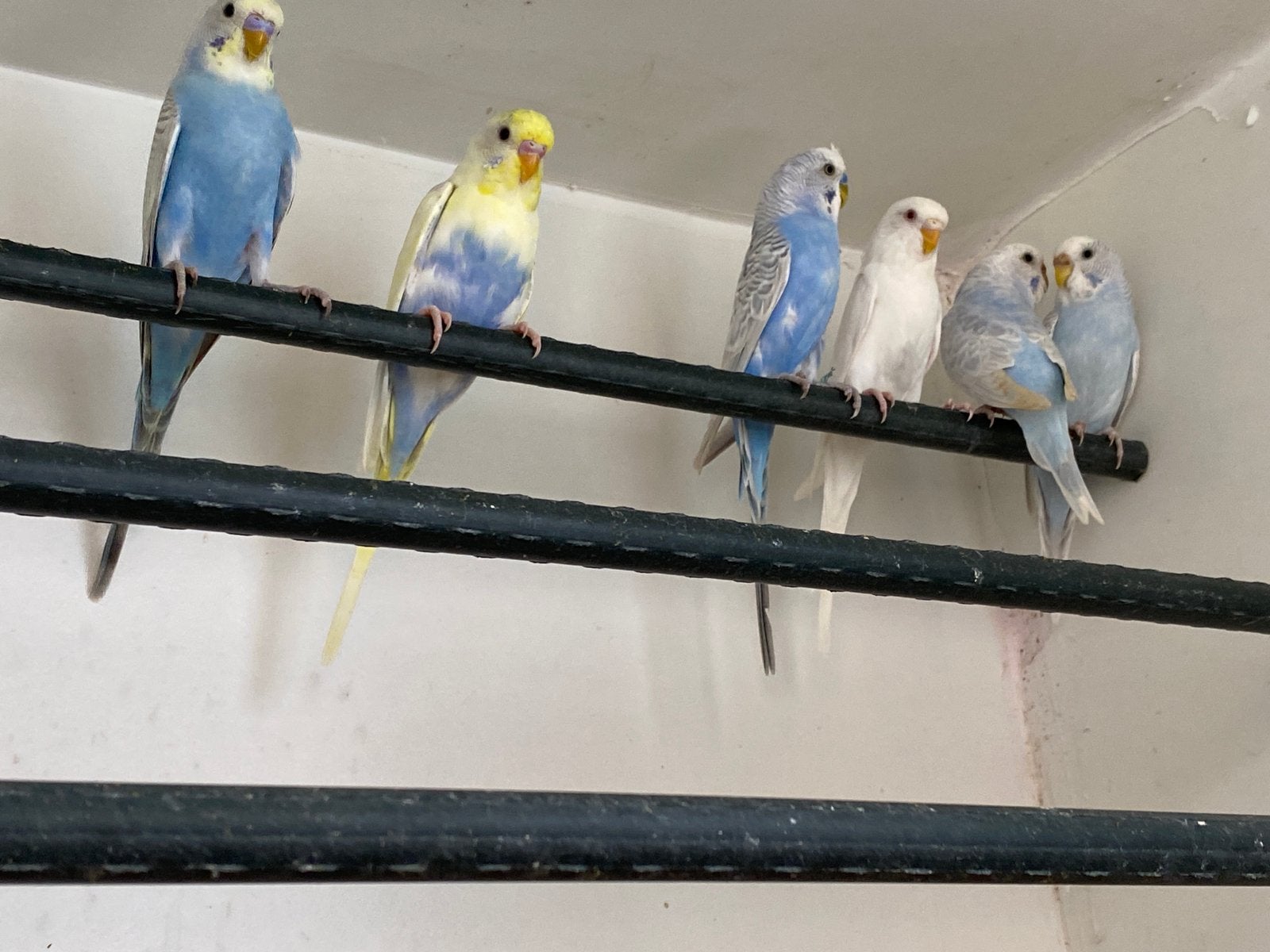 Jonge grasparkieten, Dieren en Toebehoren, Vogels | Parkieten en Papegaaien, Meerdere dieren, Parkiet
