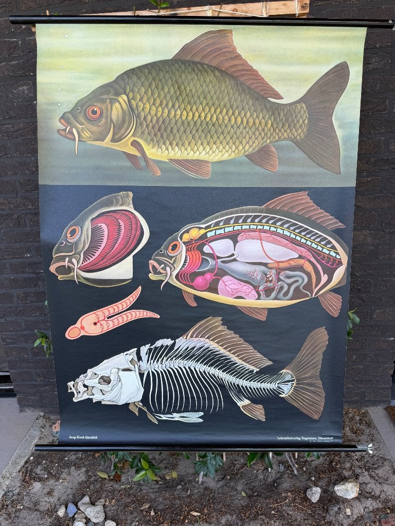 Oude Vintage Schoolkaart “Karp / Vis” - Jung-Koch-Quentell, Verzenden