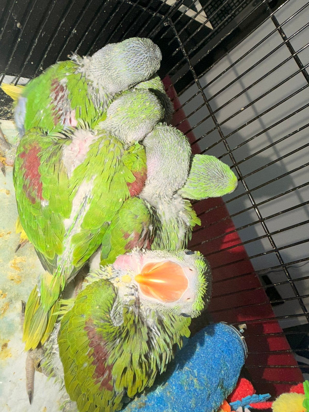 Grand Alexandre, Plusieurs animaux, Perroquet, Parleur