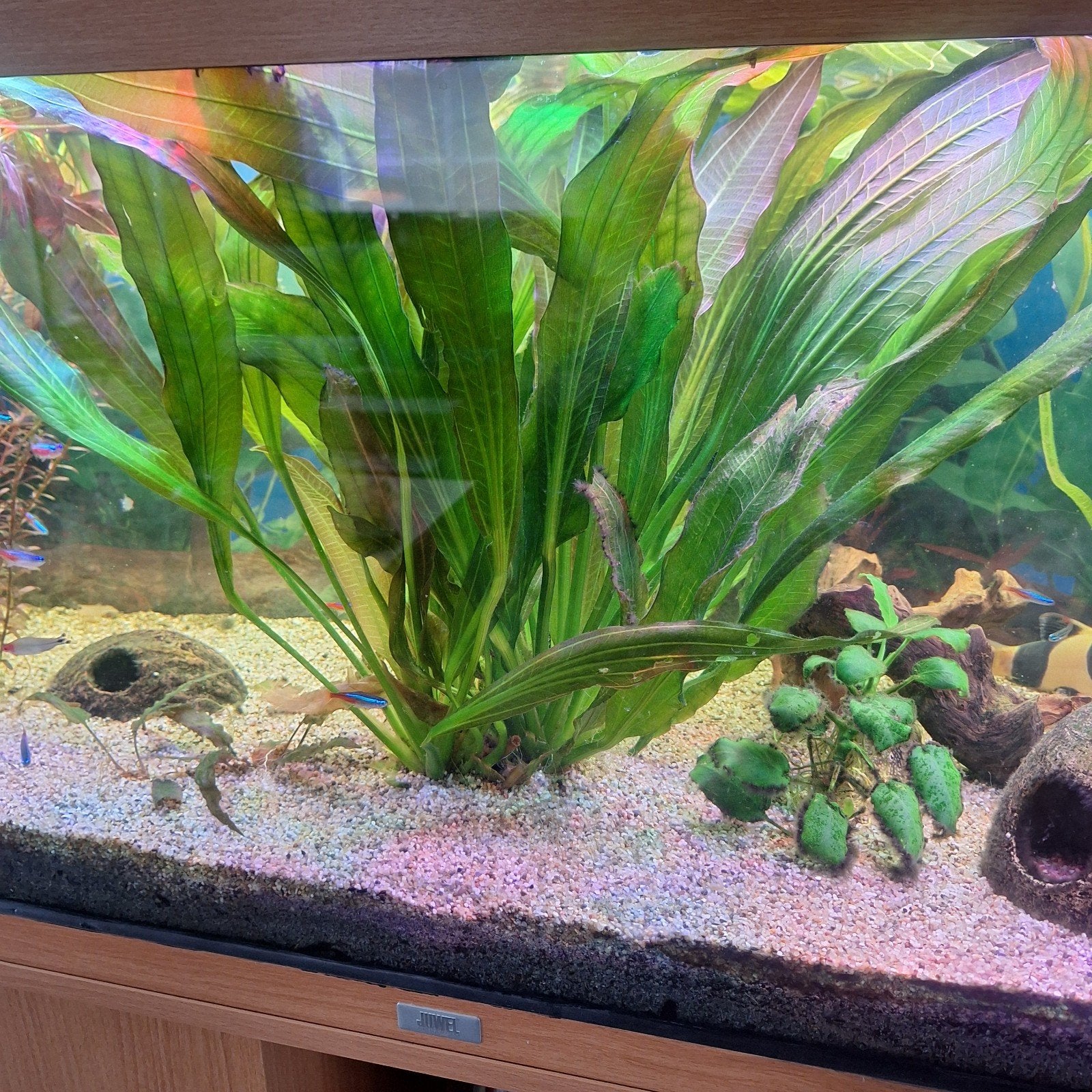 grote aqarium plant, Dieren en Toebehoren, Ophalen of Verzenden, Zo goed als nieuw