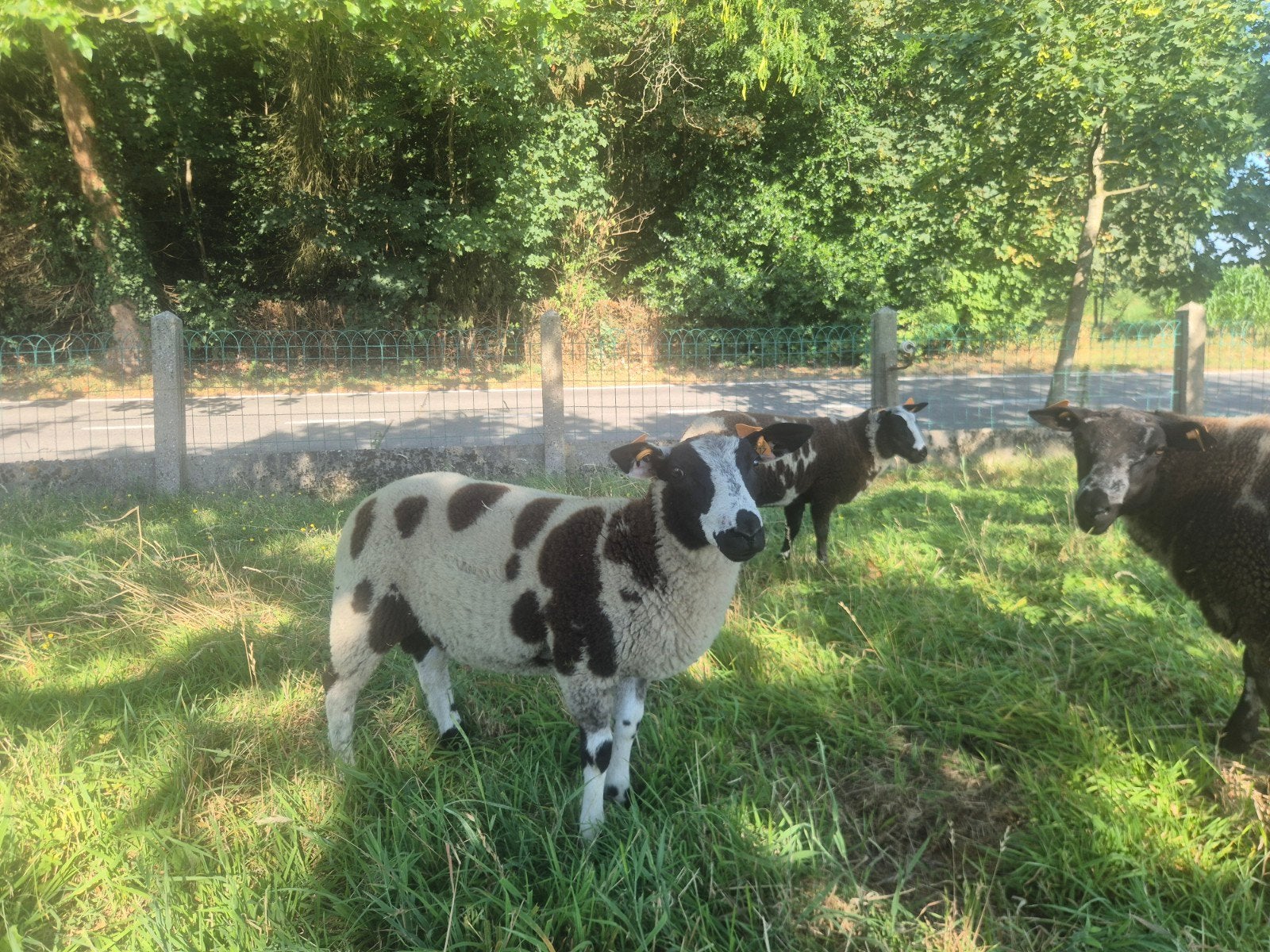 Baggerbonte ramlam te koop, Animaux & Accessoires