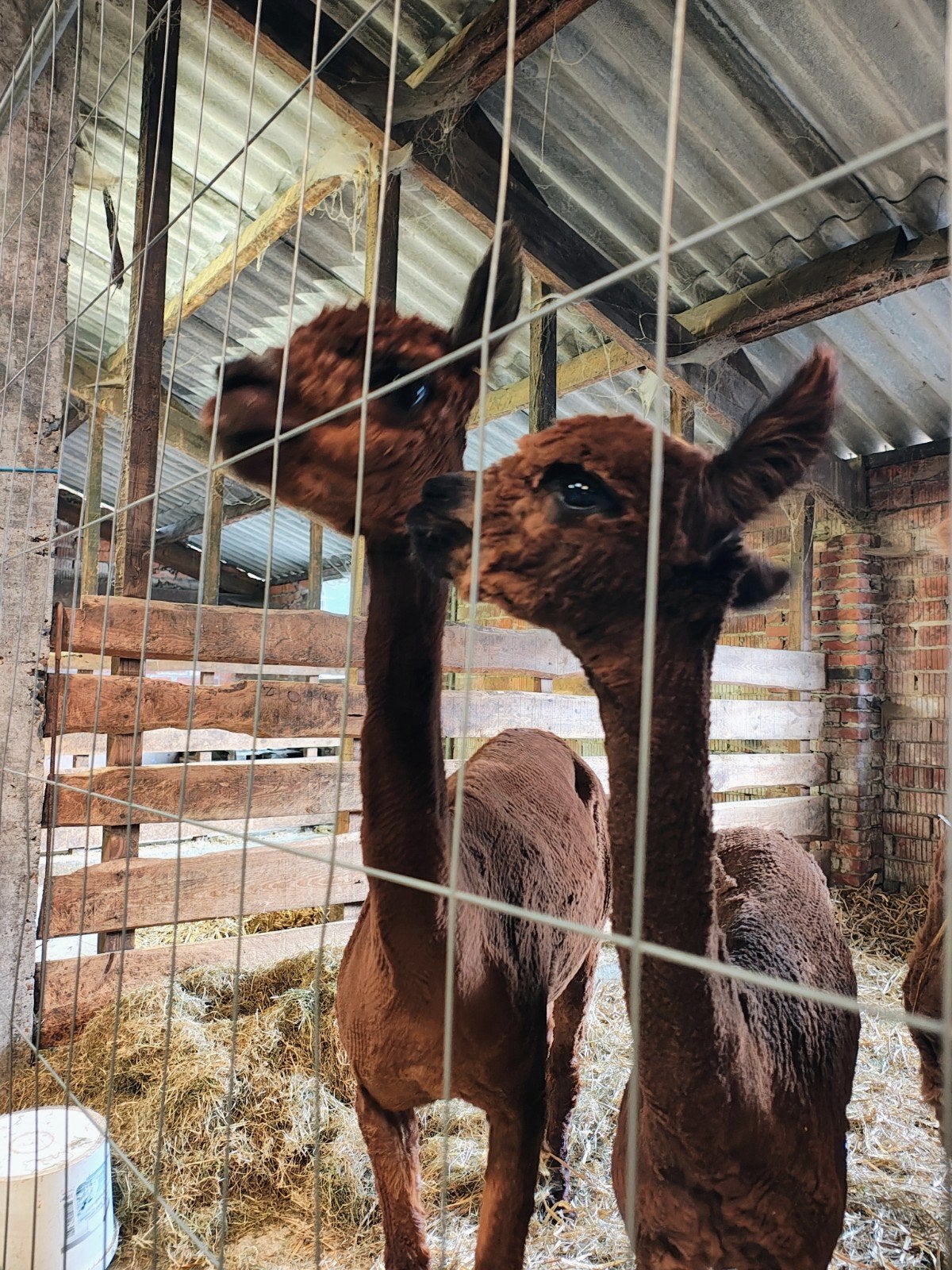 2 hand tamme alpaca merries moeder en dochter, Dieren en Toebehoren, Juli, Vrouwelijk