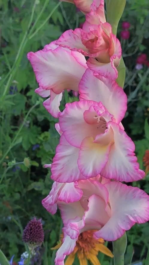 Potten Gladiolen vanaf 1 euro, Jardin & Terrasse, Plantes | Jardin, Plante fixe, Autres espèces, Plein soleil, Été, Enlèvement