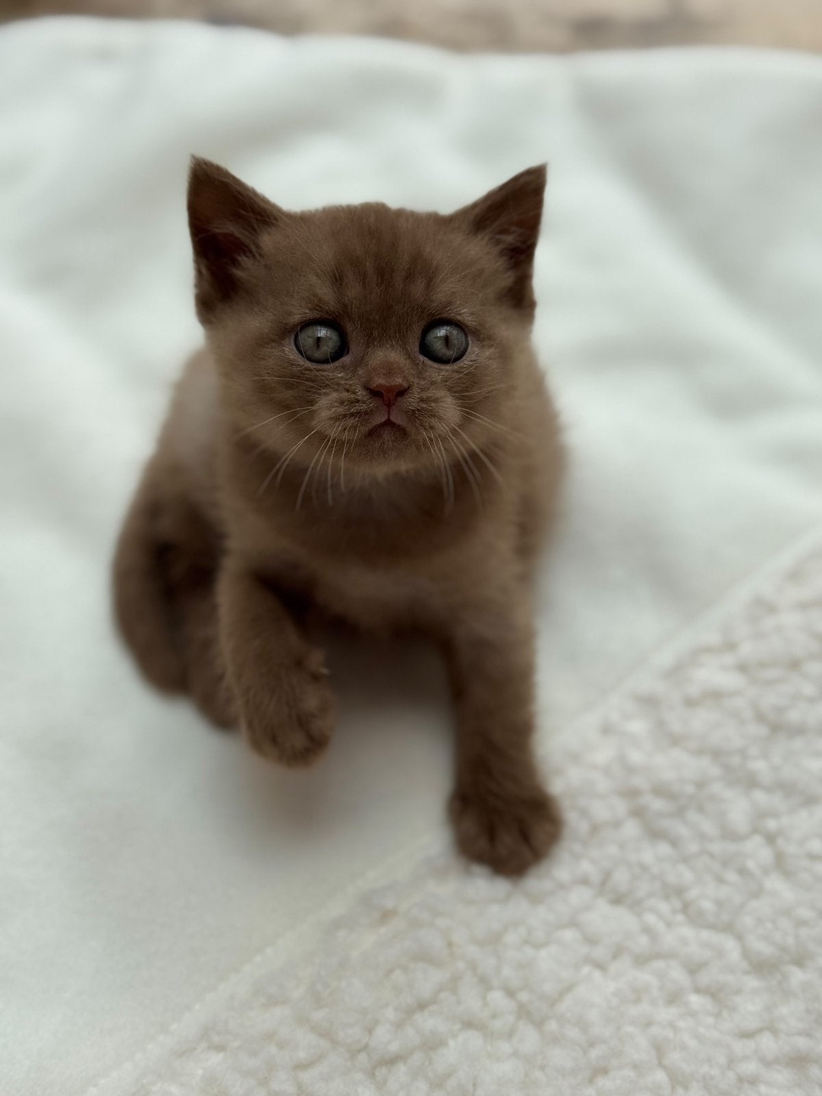 Brits korthaar Latent DBE cinnamon, Meerdere dieren, Met stamboom, 0 tot 2 jaar