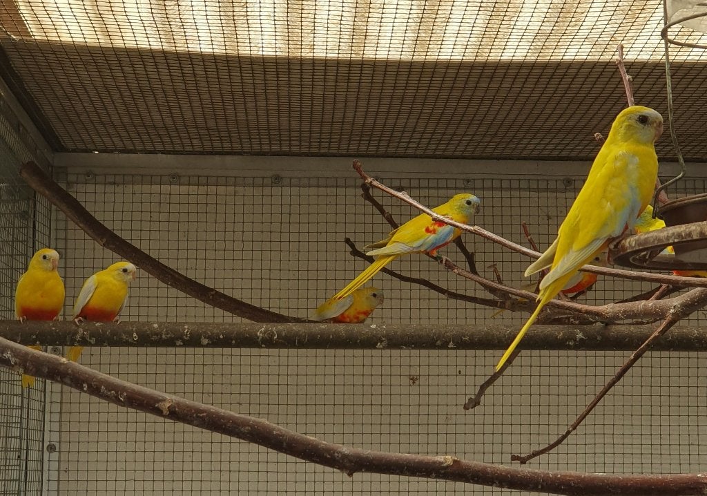 jonge turquoisine parkieten, Dieren en Toebehoren, Meerdere dieren, Parkiet, Geringd