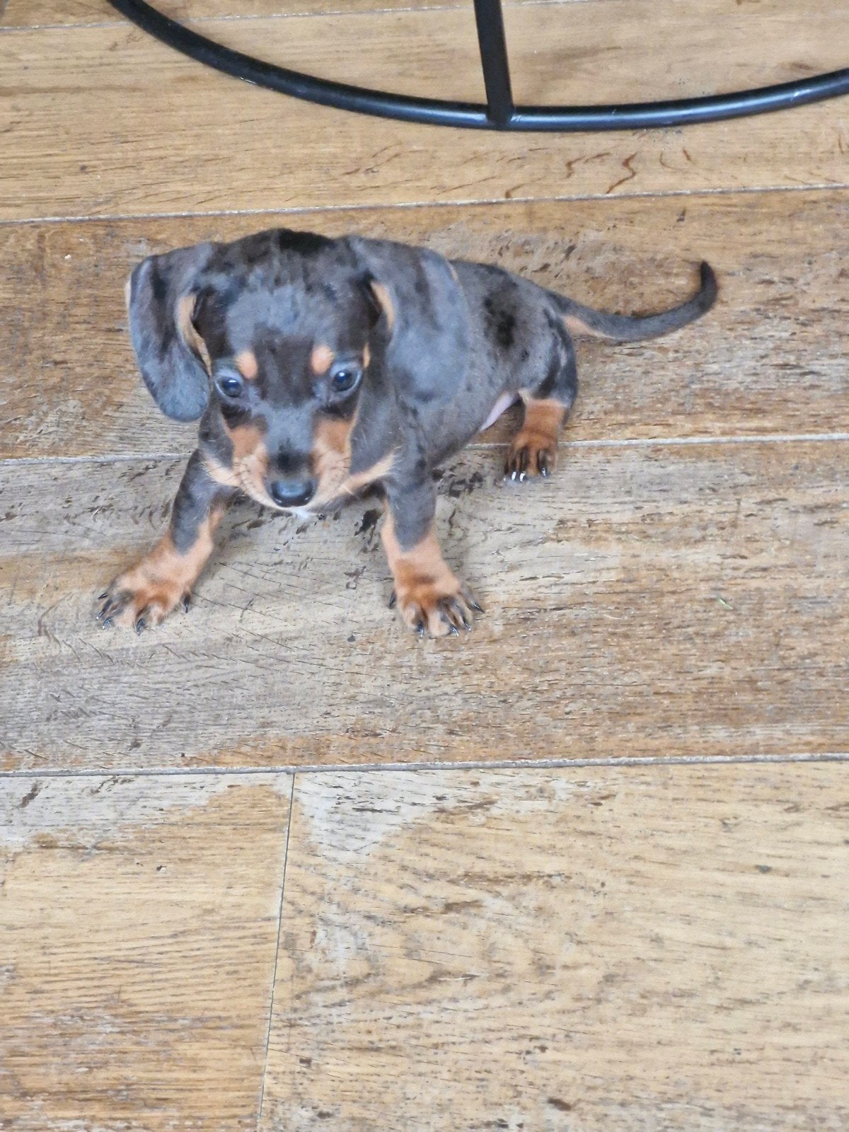 chiots teckels nains, Poils courts, 8 à 15 semaines, Plusieurs, Éleveur | Loisir