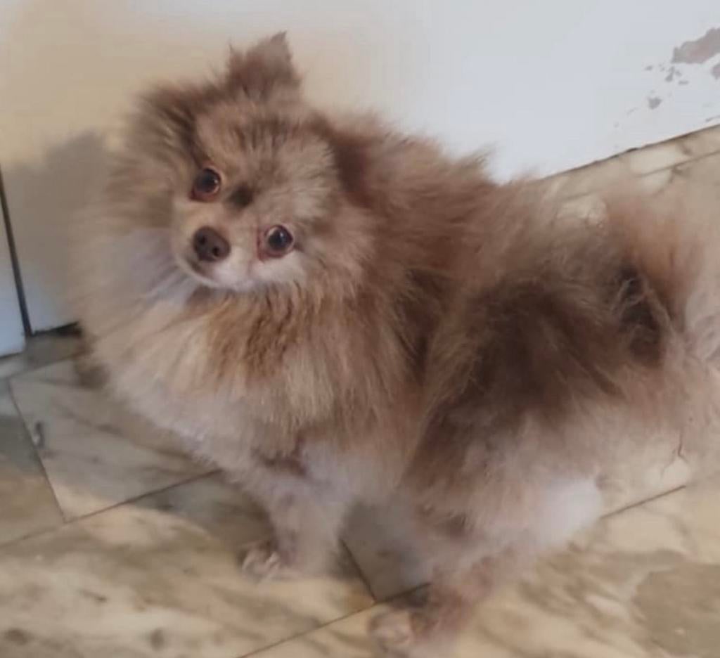 Prachtige Lilac Gevlekte Pomeriaantje Reu met Stamboom, 3 à 5 ans, Loulou, Chien (mâle), Hépatite contagieuse (maladie de Rubarth)