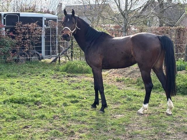 Te koop: beloftevolle 4-jarige ruin met sportpotentieel, Dieren en Toebehoren, Springpaard, Met stamboom, Ruin, 3 tot 6 jaar
