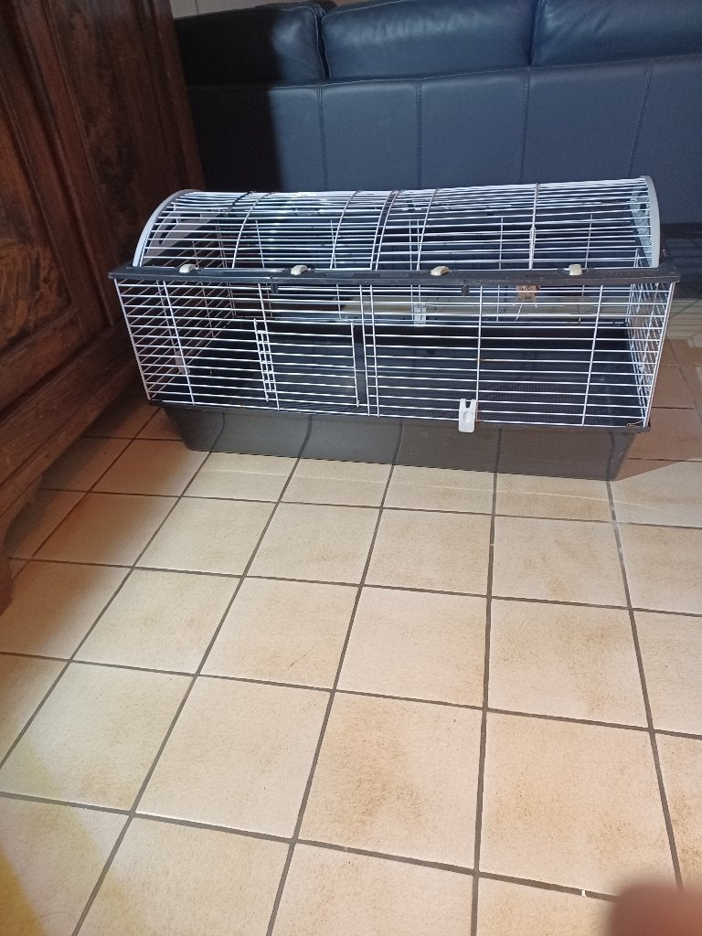 Cavia kooi, Enlèvement, Utilisé, Cage, Cobaye