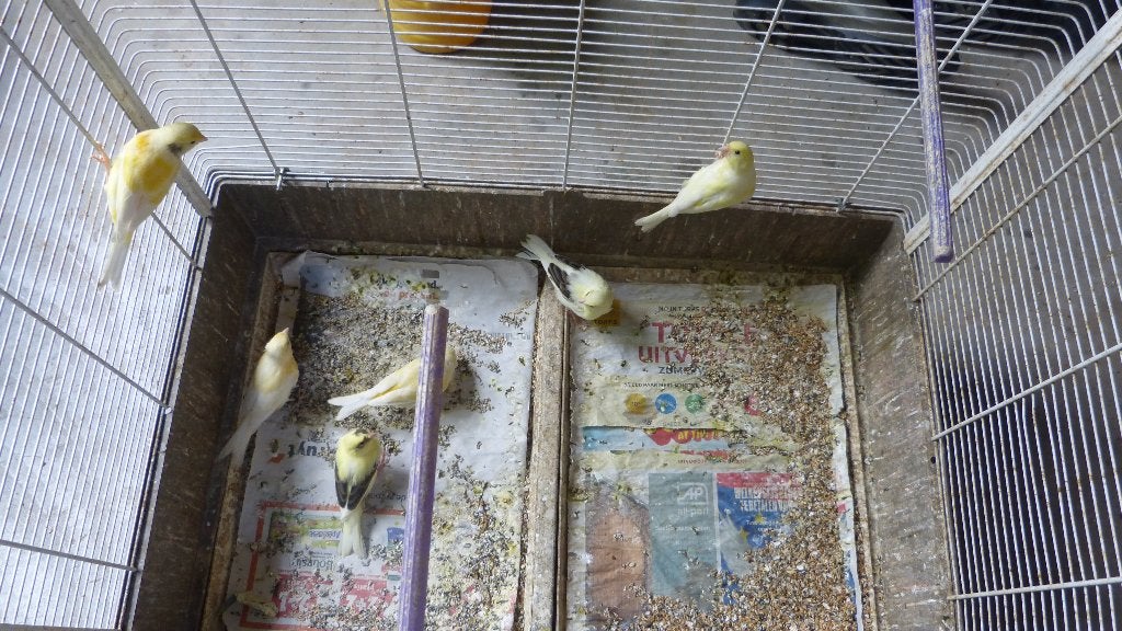 Kanaries, Dieren en Toebehoren, Geslacht onbekend, Kleurkanarie