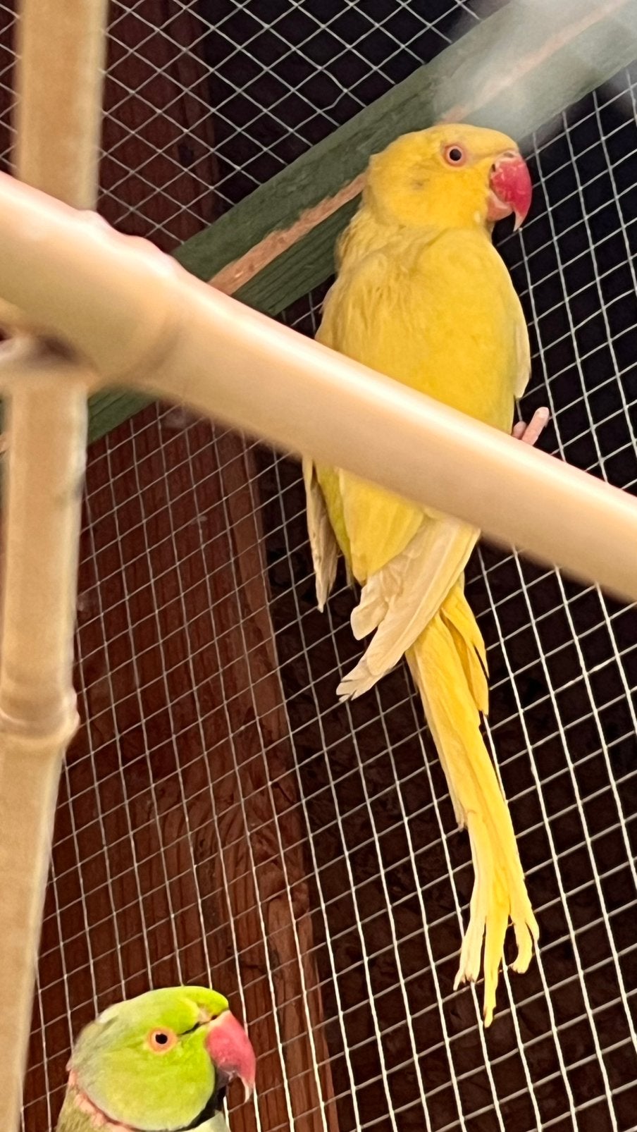 Perruches et perruches à collier, Animaux & Accessoires, Oiseaux | Perruches & Perroquets