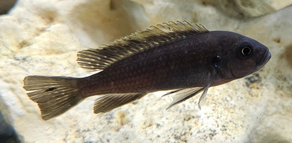 Cynothylapia ndonga, cichlidés profonds du Malawi, Poisson, Poisson d'eau douce