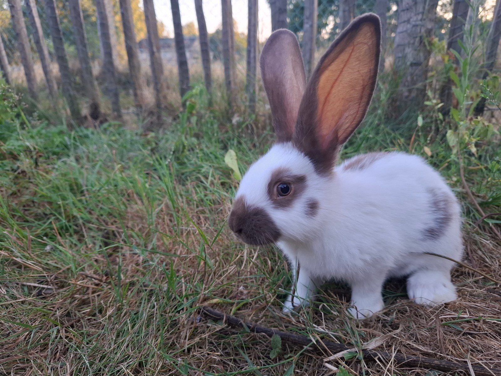 Reuzevlinder. Lotharinger groot., Plusieurs animaux, Grand, 0 à 2 ans