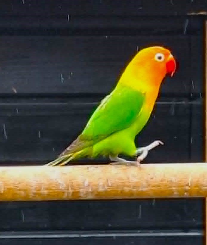 agapornis fischeri dwergpapegaai, Dieren en Toebehoren, Geslacht onbekend, Dwergpapegaai of Agapornis