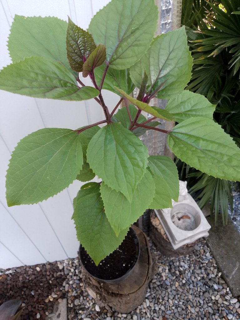 clerodendrum bungei, Ophalen