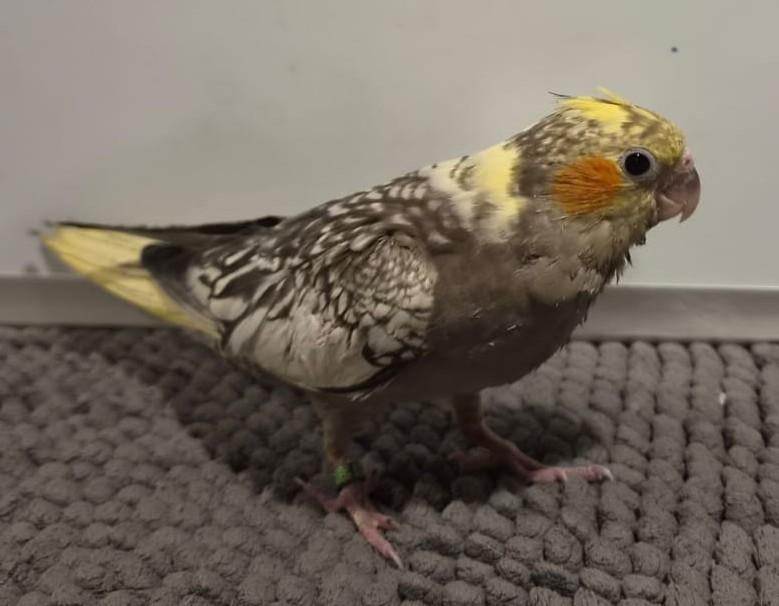 Jonge handtamme EAM valkparkiet, DNA gesekst, Dieren en Toebehoren, Vogels | Parkieten en Papegaaien, Vrouwelijk, Parkiet, Geringd