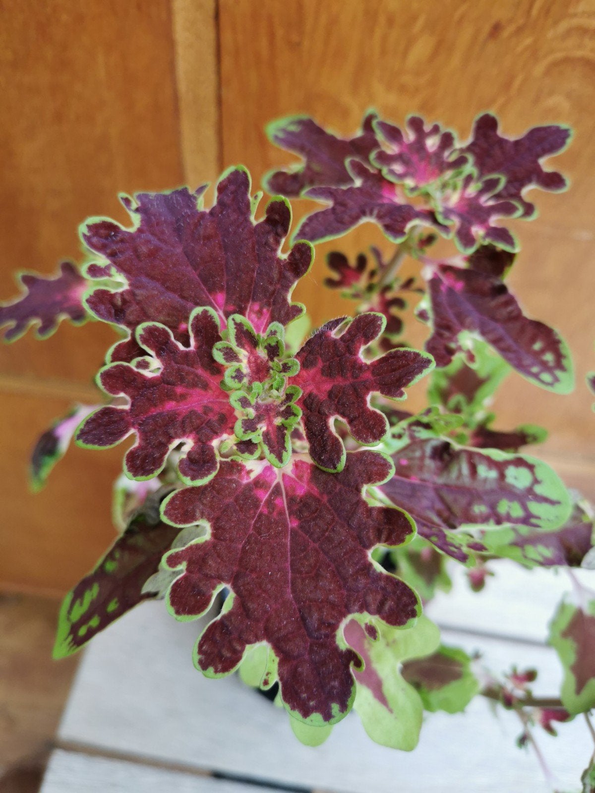 Coleus inky fingers gezonde plant, Maison & Meubles, Enlèvement, Plein soleil