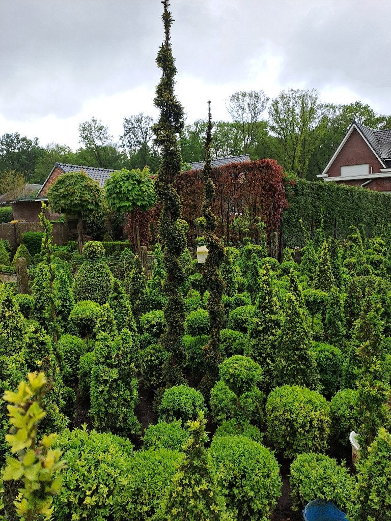 buxus bolletjes en andere buxus vormen v,a3€, Tuin en Terras, Ophalen