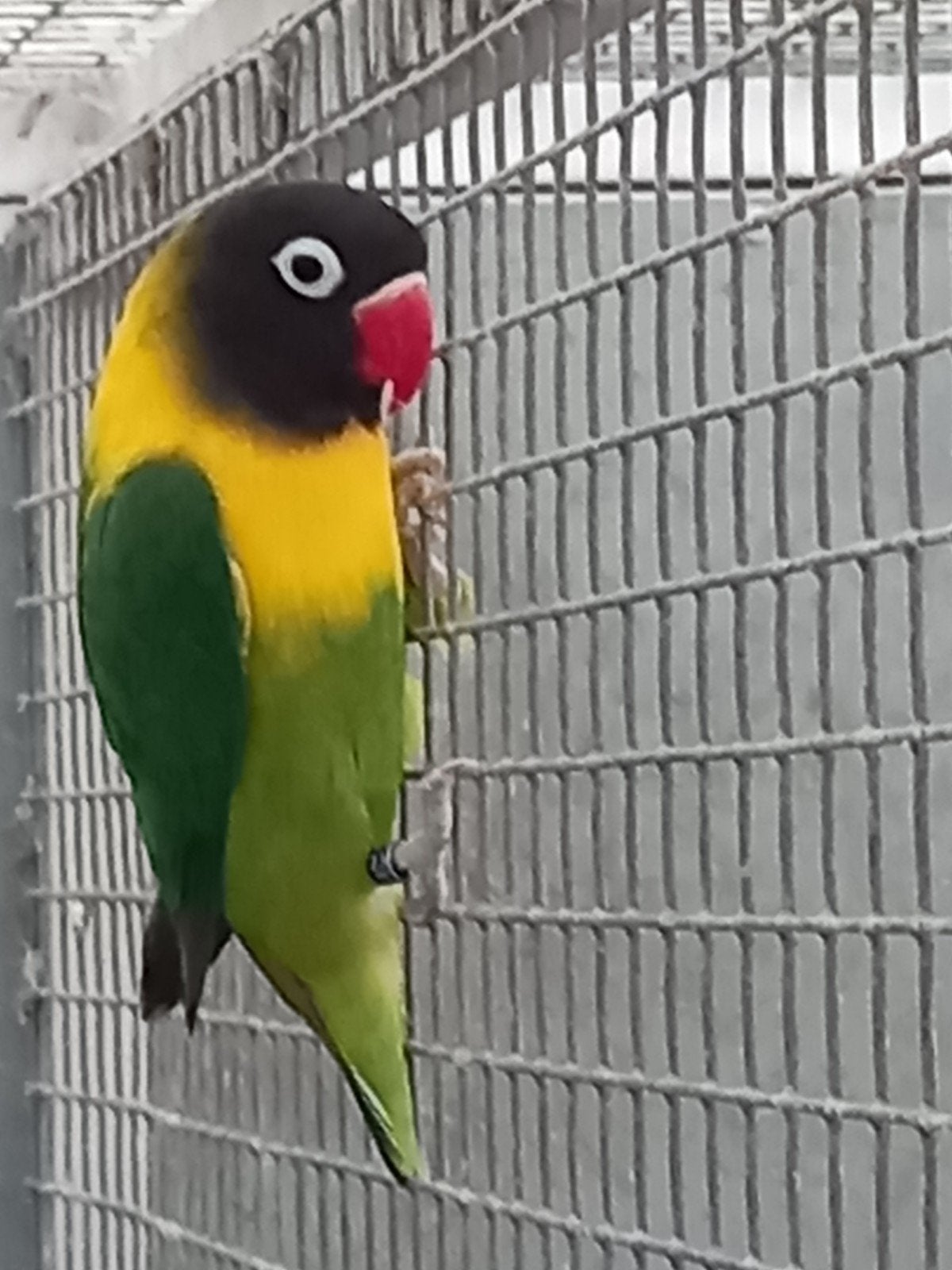 mooie kweekpop agapornis personata, Dieren en Toebehoren