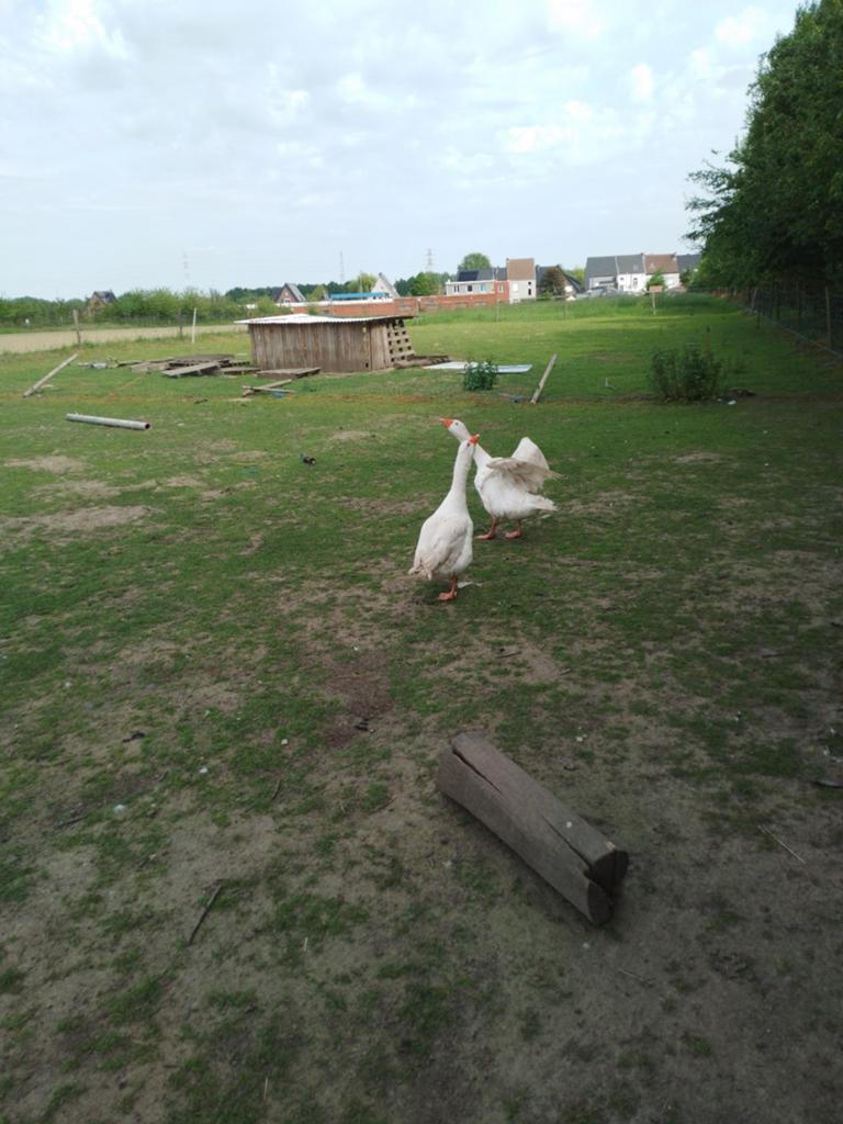 Ganzen te koop