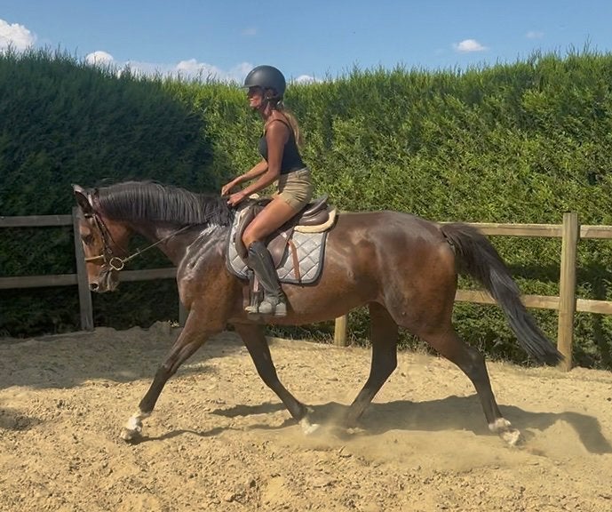 Joli jardin de 5 ans, Animaux & Accessoires, Chevaux, Hongre