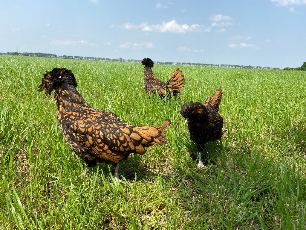 Jonge tamme Padua kriel kippen gesekst en ingeënt, Femelle, Poule ou poulet