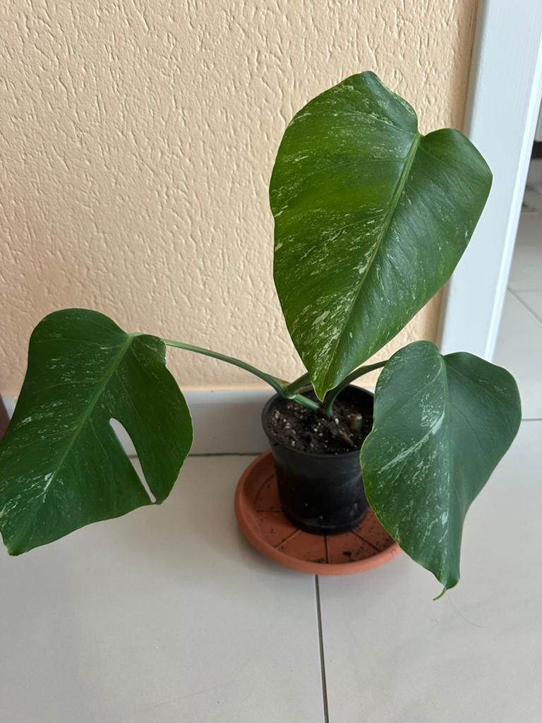 Monstera albo variegata bouture, Huis en Inrichting, Kamerplanten, Ophalen, Overige soorten, Halfschaduw, In pot