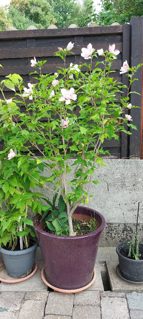 hibiscus pink chiffon + lelietje-van-dalen + terracottapot, Tuin en Terras, Ophalen, Overige soorten, Struik, 100 tot 250 cm