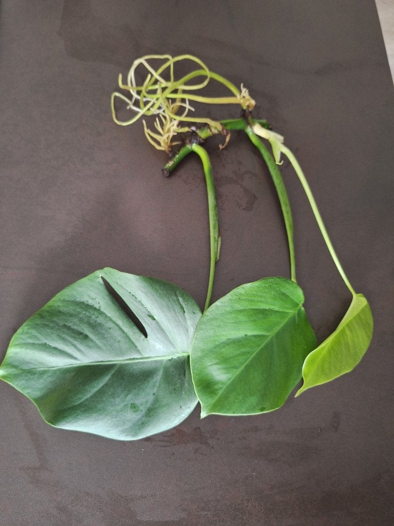 Monstera variegata stek met wortels, Maison & Meubles, Enlèvement ou Envoi