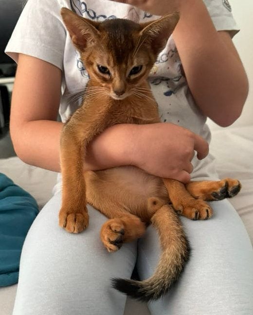 PRACHTIG ABESSIJNS KITTENS, Dieren en Toebehoren, Poes, Met stamboom, 0 tot 2 jaar