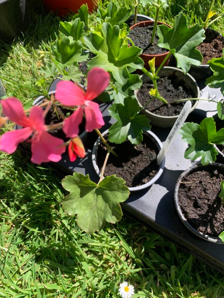 Jonge stekjes geraniums roze van kleur, Tuin en Terras, Ophalen, Zomer