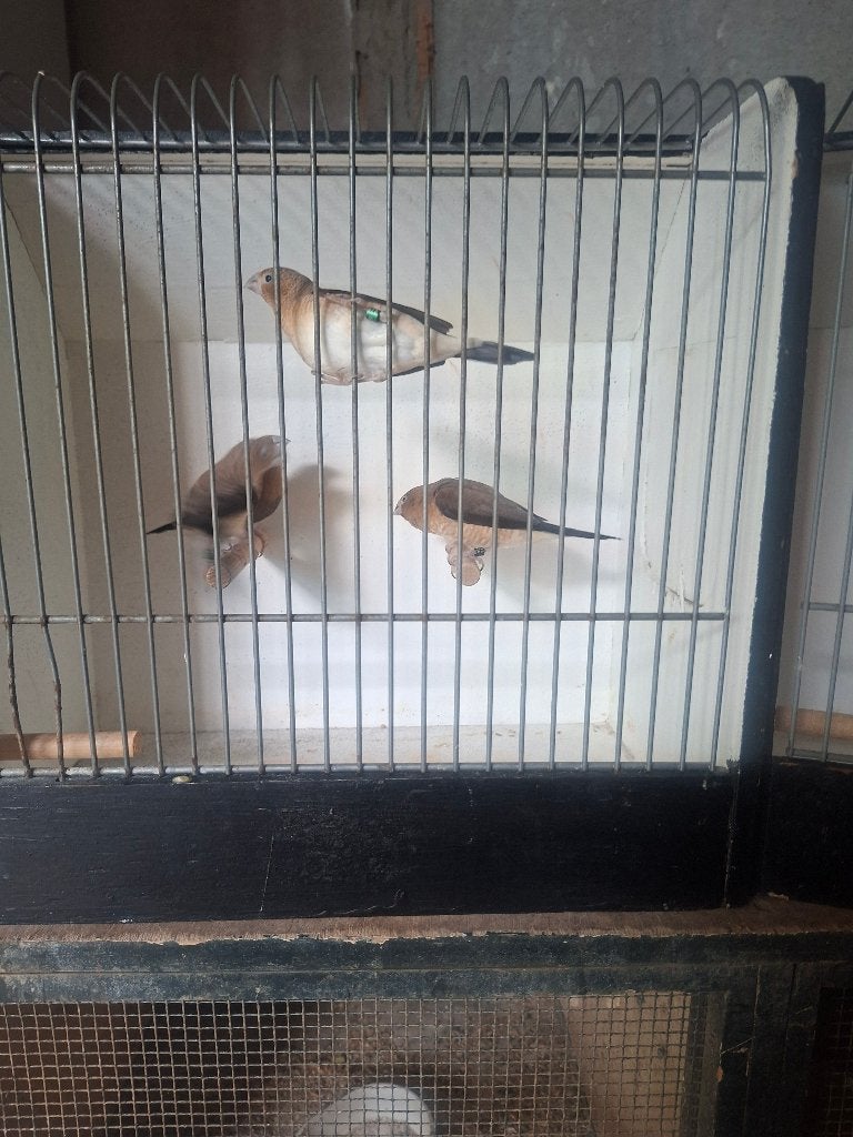 zilverbekjes, Meerdere dieren, Tropenvogel