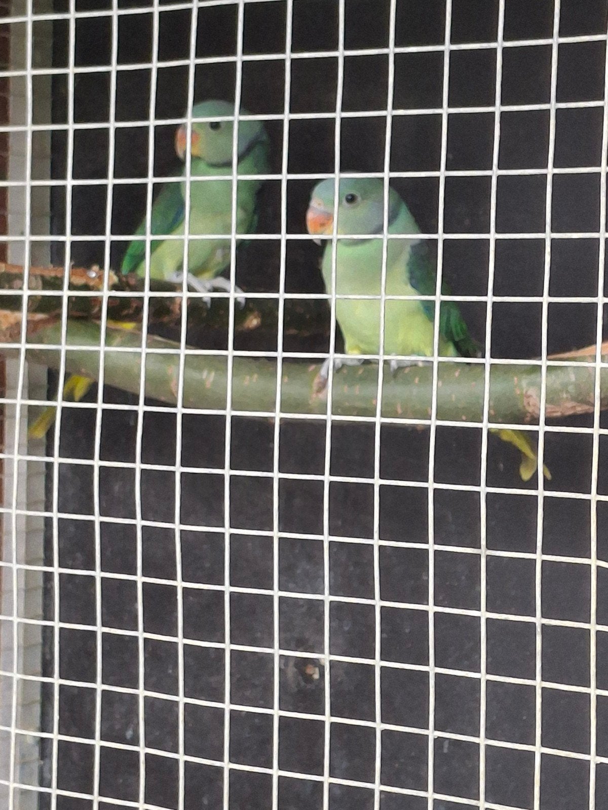 malabar parkiet koppel van 2026 Onverwand, Dieren en Toebehoren, Parkiet