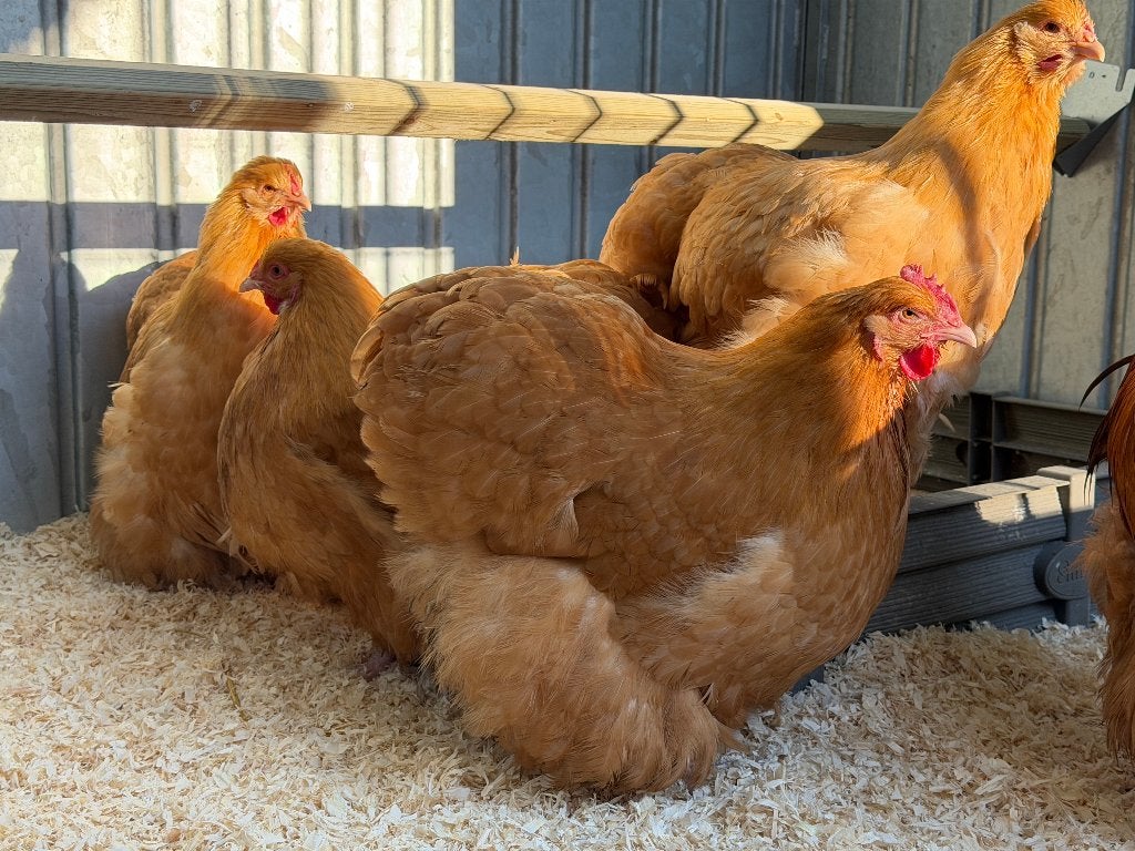Jonge tamme Orpington kippen gesekst en ingeënt, Dieren en Toebehoren, Vrouwelijk, Kip