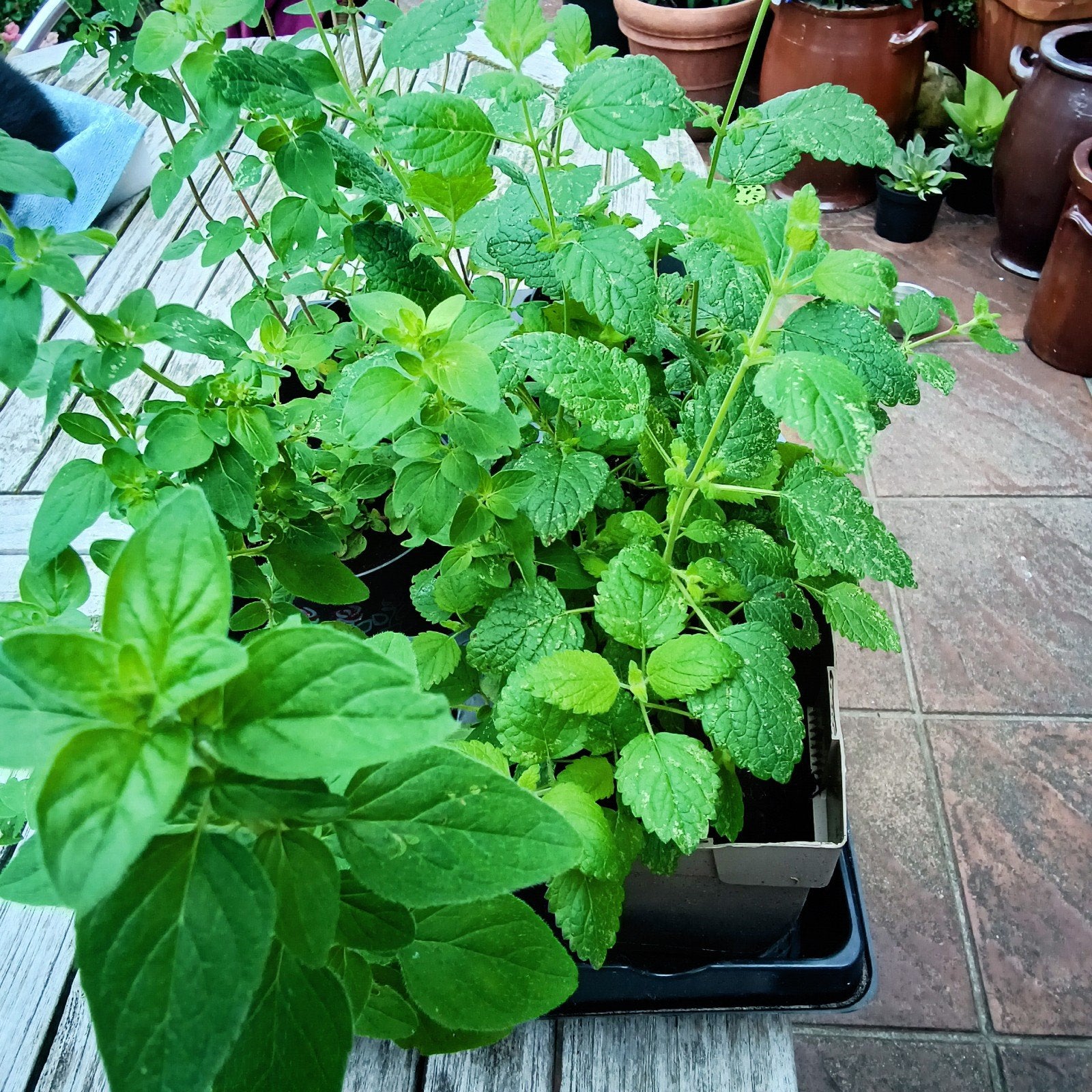 Kruiden : Oregano en Citroenmelisse, Mortsel, Tuin en Terras, Planten | Tuinplanten, Ophalen, Kruiden