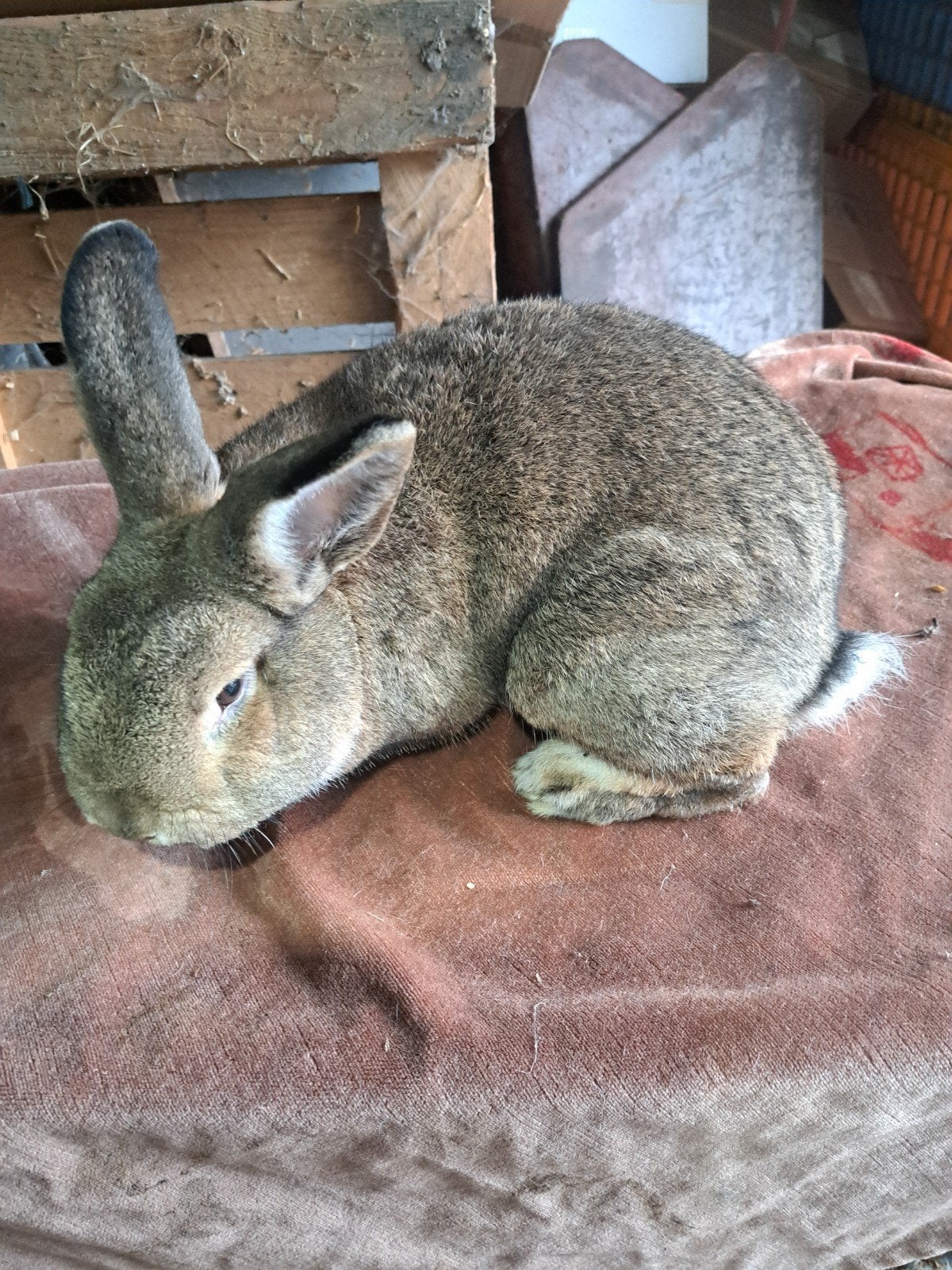 bruine wiener ram, Dieren en Toebehoren, Mannelijk, Groot, 0 tot 2 jaar