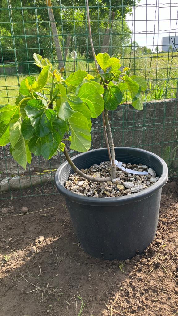 Vijgenboom, Jardin & Terrasse, Plantes | Arbres fruitiers, Enlèvement, Figuier