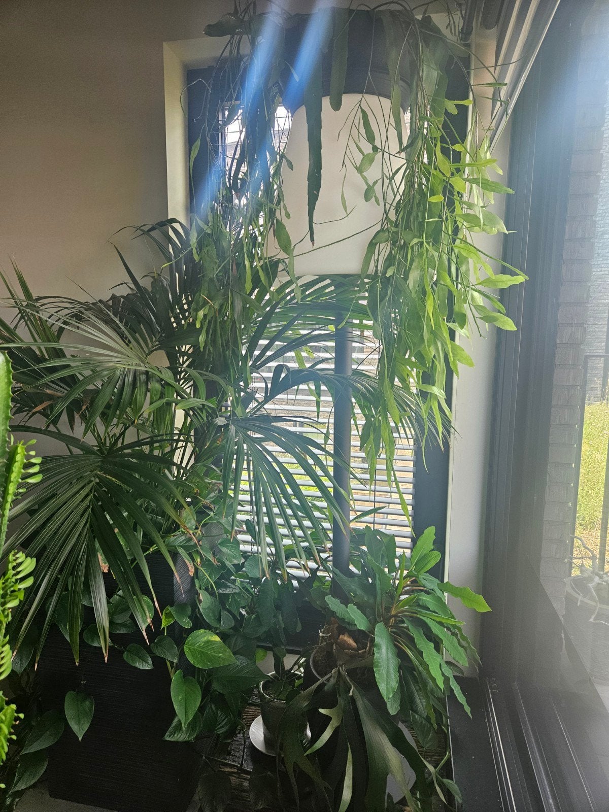 Diverse kamerplanten in pot te koop!, En pot, Plein soleil, Cactus, Plante verte