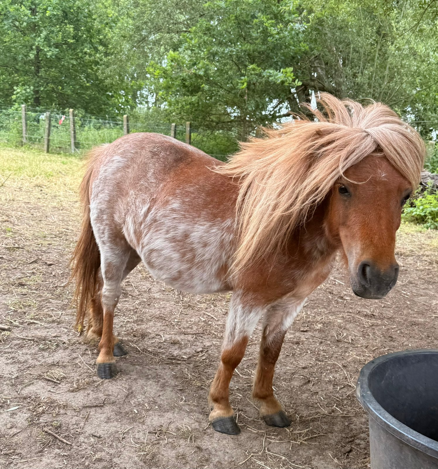 Prachtige 4 jarige merrie drachtig!, Dieren en Toebehoren, Pony's, Merrie, Gechipt