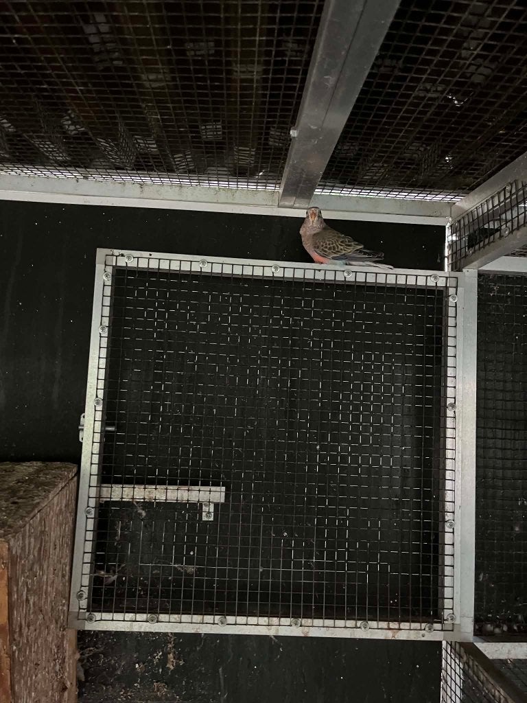 bourkens parkiet split roze, Dieren en Toebehoren, Vrouwelijk, Parkiet, Tam